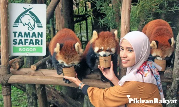 Salah satu pengunjung mengungjungi Taman Safari Indonesia, salah satu taman nasional yang ada di Indonesia.