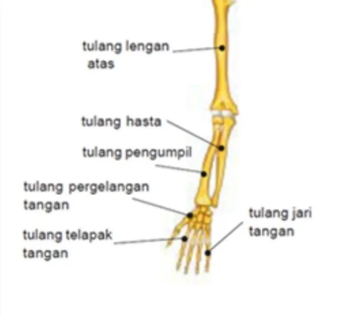 Fungsi Tulang Hasta Pada Manusia Materi Organ Gerak Manusia Kelas 5 Sd