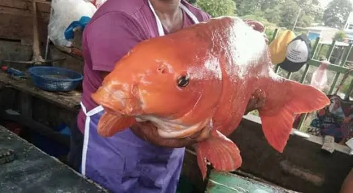 Viral Ikan Mas Raksasa Dari Danau Toba Netizen Mamaknya Samosir