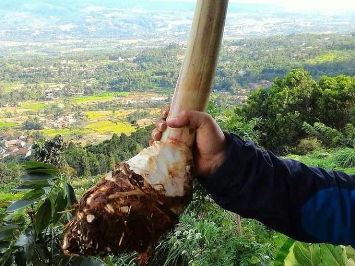 Dari Bakpia Hingga Dodol! 10 Oleh-Oleh Klasik yang Bikin Nagih dan Wajib Diborong