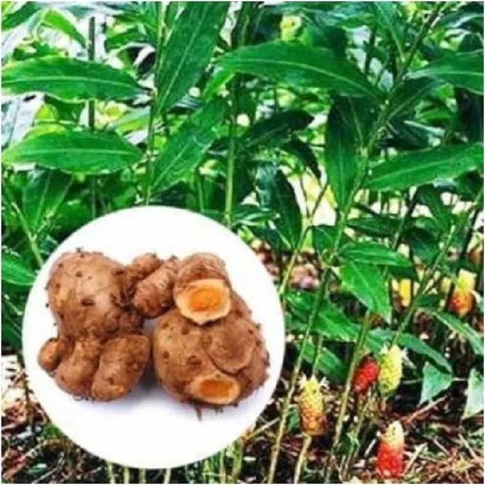 Khasiat Luar Biasa Tanaman Obat: Rahasia Alam untuk Kesehatan