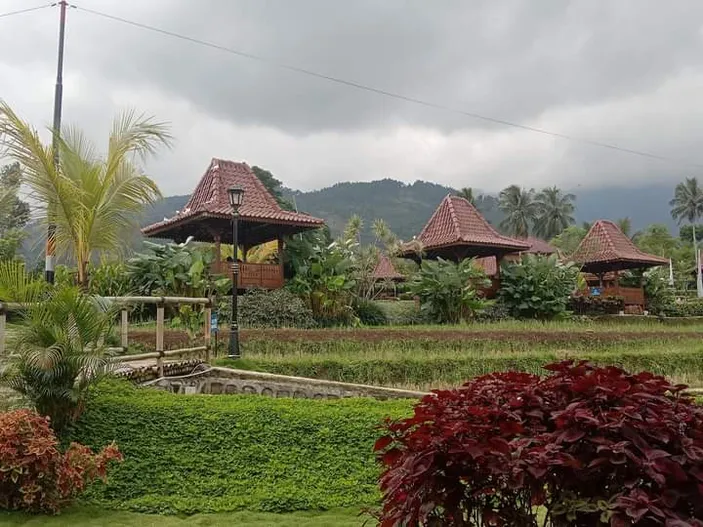 Wisata Teras Padi Kabupaten Brebes Cocok Untuk Dikunjungi Di Liburan ...