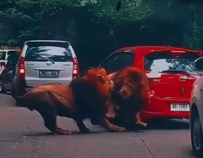 Viral Mobil Ditabrak Singa, Korban Enggan Damai dengan Pelaku