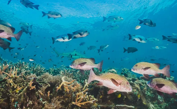 Menurunnya Populasi Ikan Berimbas ke Serangan Bajak Laut, Krisis Iklim jadi Biang Keroknya
