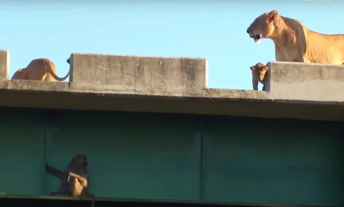 Selamatkan Diri dari Singa, Babon-Babon Ini Bersembunyi di Jembatan Afrika Selatan