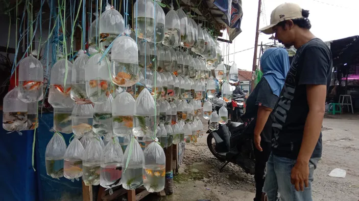 Pasar Parung Surga Para Pecinta Ikan Hias Di Indonesia Harian Bogor Raya