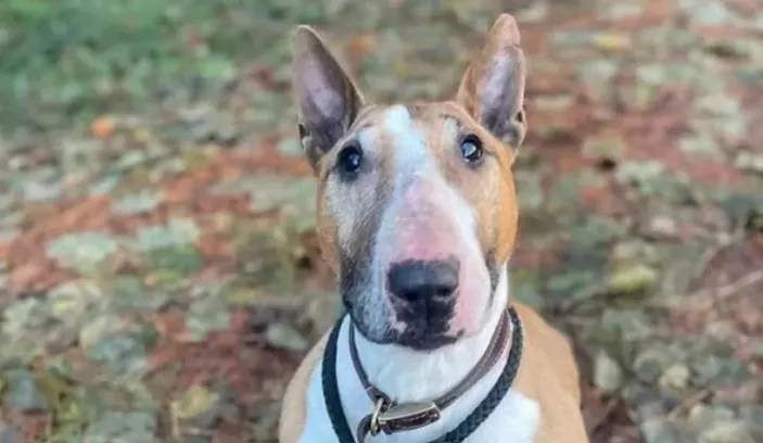 Honey, Anjing Paling Sial di Inggris yang Butuh Rumah Baru