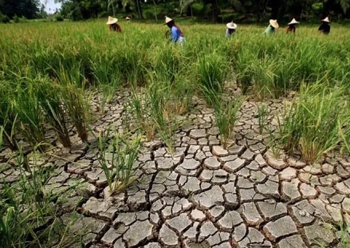 Musim Kemarau, 800-an Hektare Sawah di Kabupaten Bandung Terancam Puso ...