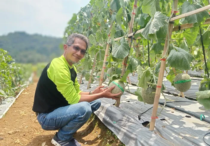 Menjelajahi Dunia Budidaya Buah: Memahami Manfaat, Jenis, Dan Syarat ...