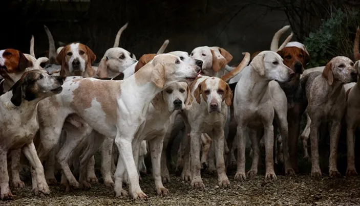 Gerindra Marah Lihat DPR Tolak RUU Pelarangan Konsumsi Daging Anjing ...