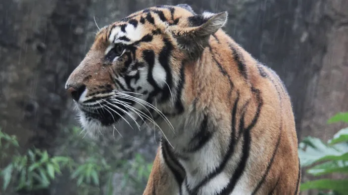 Ginting Terkapar Diterkam Harimau, Begini Aksi Heroik Orangtua Mampu ...