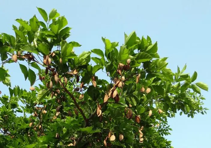 Pohon Karanji: Simbol Kearifan Lokal Gorontalo - Pesawaran Inside