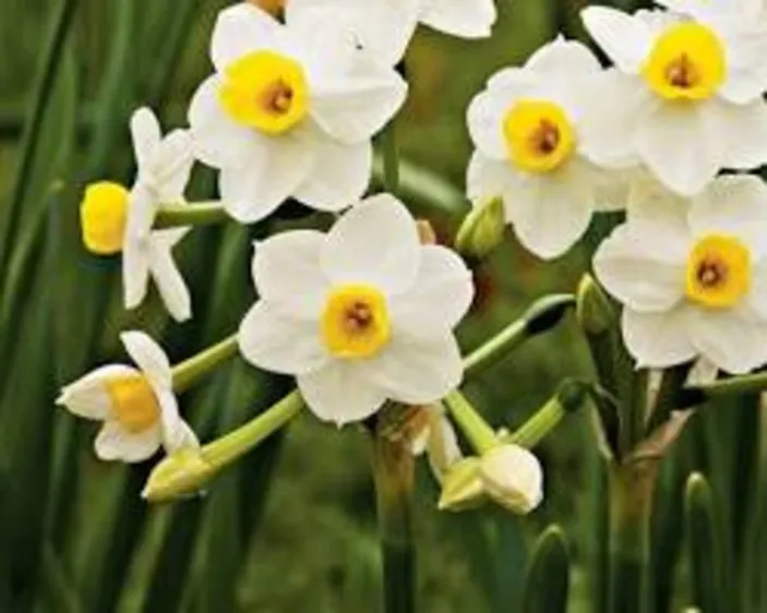 Bunga Daffodil (Narcissus): Keindahan yang Penuh Makna - Pesawaran Inside