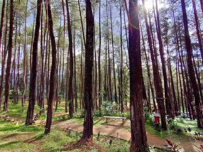 Menawan Banget Melihat Keindahan Pemandangan Alam Di Hutan Pinus