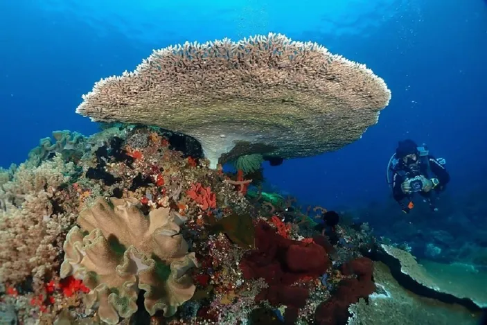 Hobi Diving Pulau Ini Tempatnya Ada Di Kabupaten Boltim Boltim News