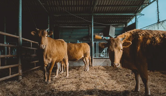 Jelang Hari Raya Idul Adha Ini Larangan Dalam Pelaksanaan Kurban Bagi