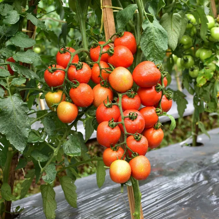 5 Manfaat Istimewa Buah Tomat yang Perlu Kamu Tahu, Ternyata Baik untuk ...