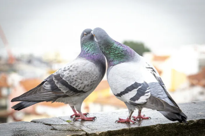 Burung Merpati Simbol Cinta dan Kesetiaan - Malang Hits