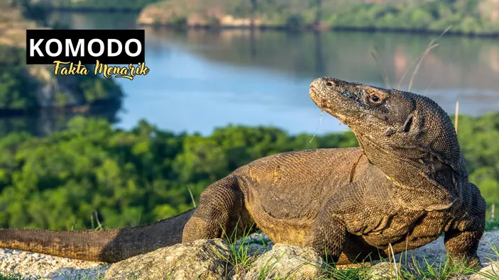 Menyaksikan Binatang Purba di Pulau Komodo Labuan Bajo - Derana NTT