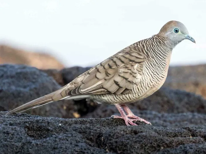 Simak ini Jenis Burung Perkutut yang Dipercaya Membawa Hoki - Kabar ...