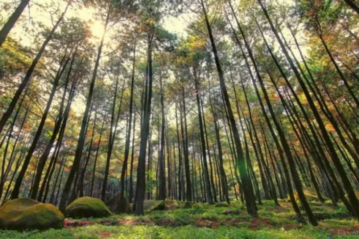 Menjelajahi Tahura Bunder: Spot Camping Asik Di Tengah Hutan ...