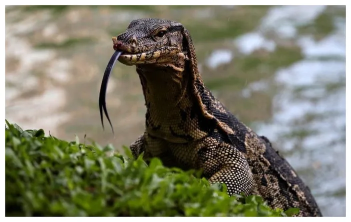 Apakah Aman Makan Daging Biawak? Ini Fakta yang Perlu Anda Tahu ...