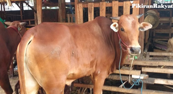 Geliat Penjualan Hewan Kurban di Pasar Kambing Tanah Abang di Masa PPKM