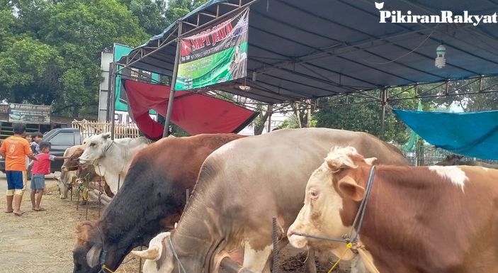 Keluh Kesah Pedagang Hewan Qurban di Jakarta: Tak Lagi Bicara Untung