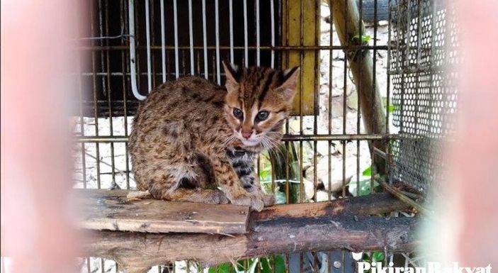 Sempat Hebohkan Warga, yang Disangka Macan Ternyata Meong Congkok - Pikiran-Rakyat.com