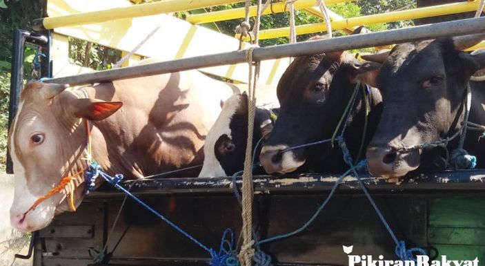 Sapi Lokal Belum Bisa Penuhi Kebutuhan Jawa Barat - Pikiran-Rakyat.com