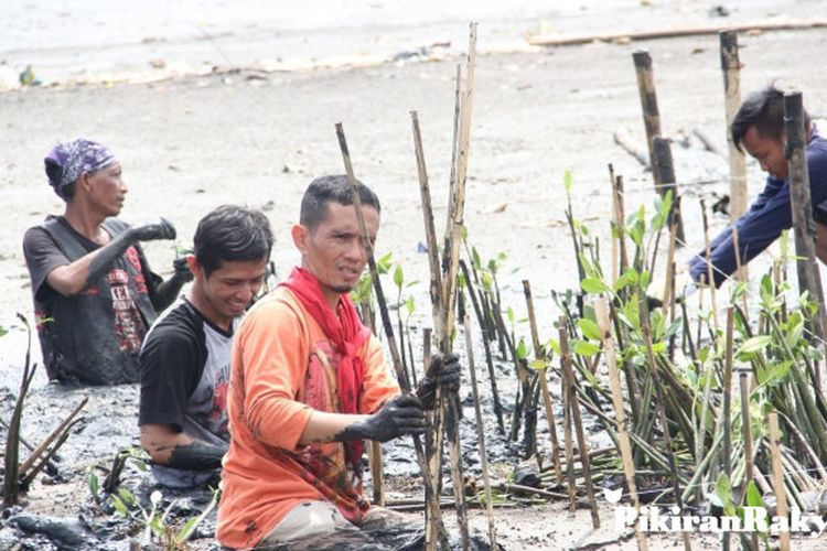 Mangrove Bisa  untuk Pewarnaan Batik  Pikiran Rakyat com