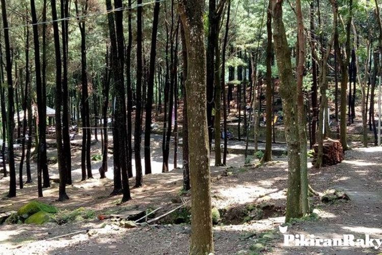  Wisata Pohon Pinus  Majalengka Tempat Wisata  Indonesia