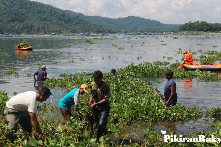 Eceng Gondok Menutup Permukaan Waduk Darma Pikiran Rakyat Com