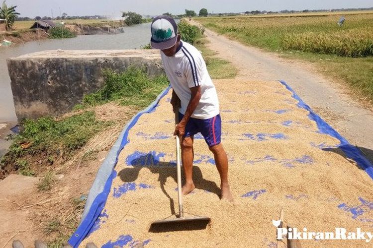 Petani Berharap Harga Gabah Membaik Ke Rp 5.000