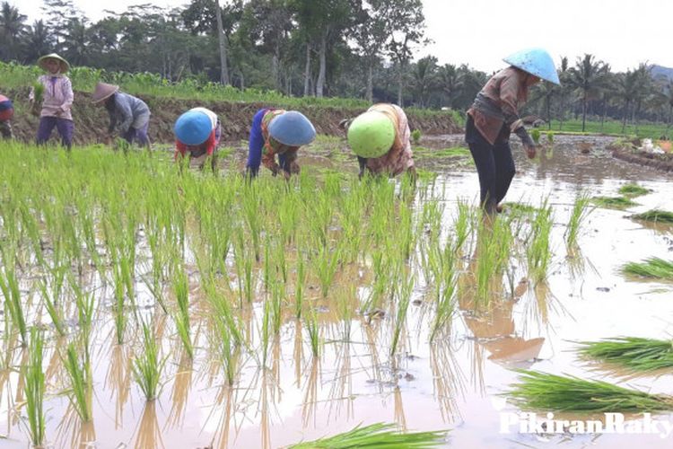 Dampak El Nino 2024 di Indonesia Berpotensi Picu Kekeringan dan Penurunan Produksi Padi