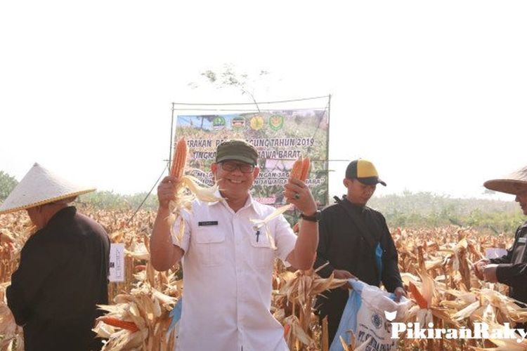 Panen Jagung Di Jawa Barat Upaya Mengurangi Impor Pikiran