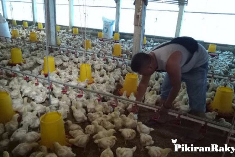 Harga Daging Ayam Rp 7 000 Rp 8 000 Per Kilogram Banyak Peternak Gulung Tikar Pikiran Rakyat Com