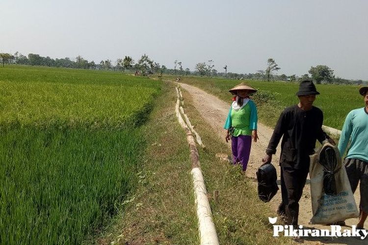 Petani Mulai Panik Sawah Susah Dapatkan Air Pikiran