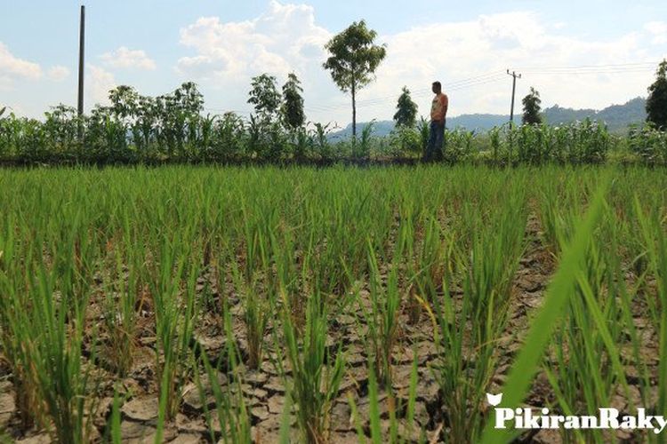 699 Hektare Padi Kekeringan Petani Siap Siap Menghitung Kerugian Pikiran Rakyat Com