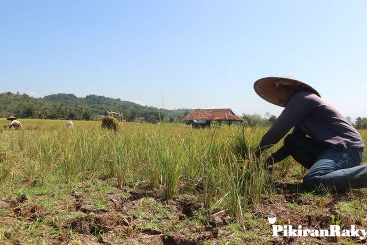 Lima Kabupatenkota Di Jawa Barat Berstatus Siaga Darurat