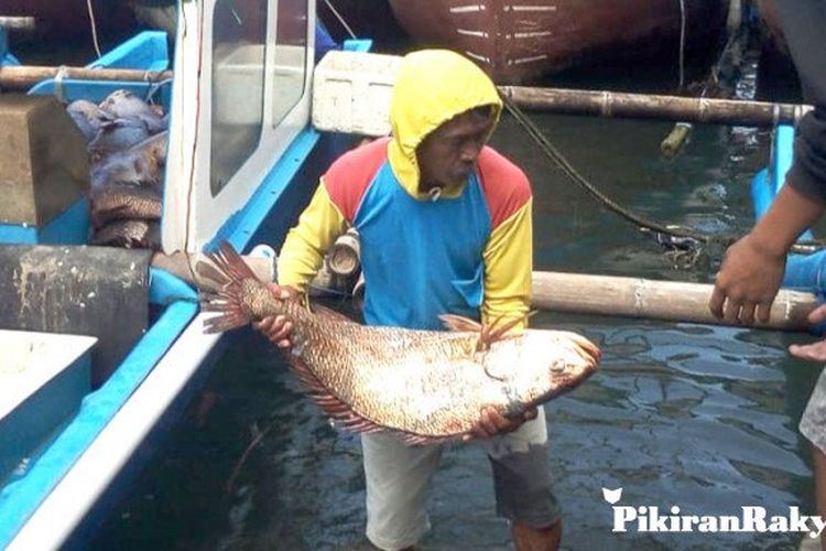 Ikan kakap cina