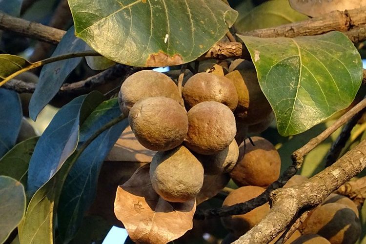 3 Jenis  Triphala Bumbu Dapur yang Biasa Dijadikan Obat 