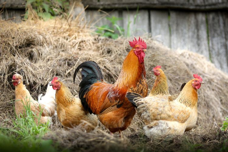 KUHP Baru: Ayam Masuk Pekarangan Rumah Orang, Pemilik Bisa Didenda Rp10 Juta