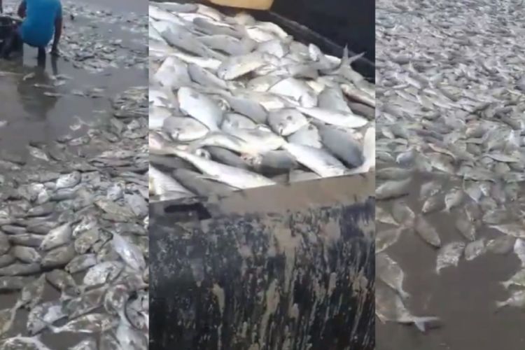 Misteri Terdamparnya Ribuan Ikan Mati di Pantai Meksiko saat Lockdown - Pikiran Rakyat