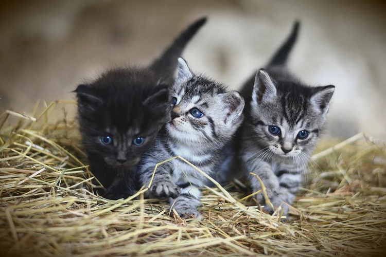 Gelandangan Di Malaysia Bunuh 3 Kucing Dimasukkan Ke Mesin Cuci Yang Menyala Pikiran Rakyat Com