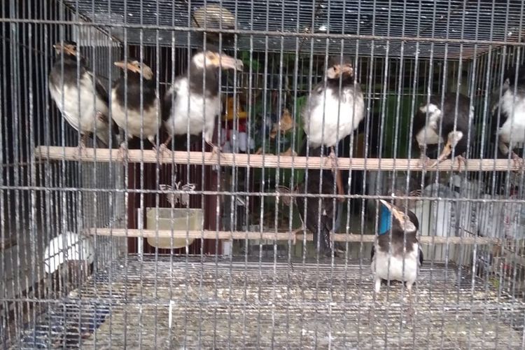 Daftar Harga Burung Berkicau Mulai Rp 100 Ribuan Portal Jogja