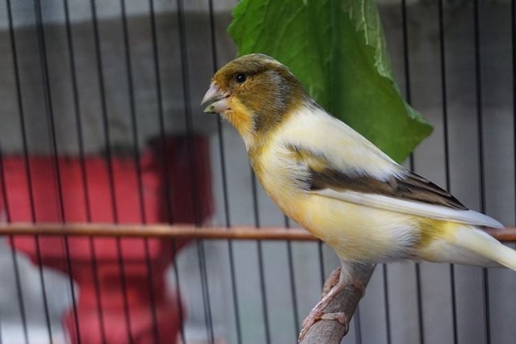 Mau Jual Beli Burung Kicau Simak 30 Istilah Yang Sering Muncul Saat Transaksi Portal Jember