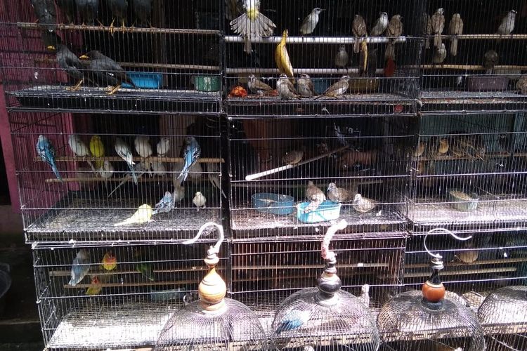 Cerita Tertipu Penjual Burung Cucakrawa Palsu Di Pasar Ngasem Jogja Portal Jogja