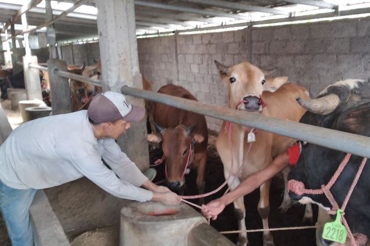 Luhut Pandjaitan: Indonesia Bakal Impor 50.000 Sapi dan 300.000 Ton Kedelai dari Afrika Selatan