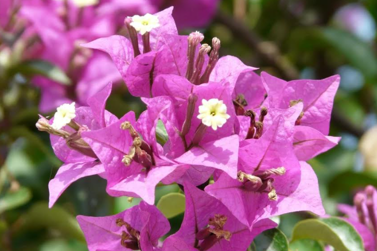 3 Cara Menanam Bunga Kertas Mudah Dan Bisa Menghasilkan Bunga Yang Lebat Portal Jember
